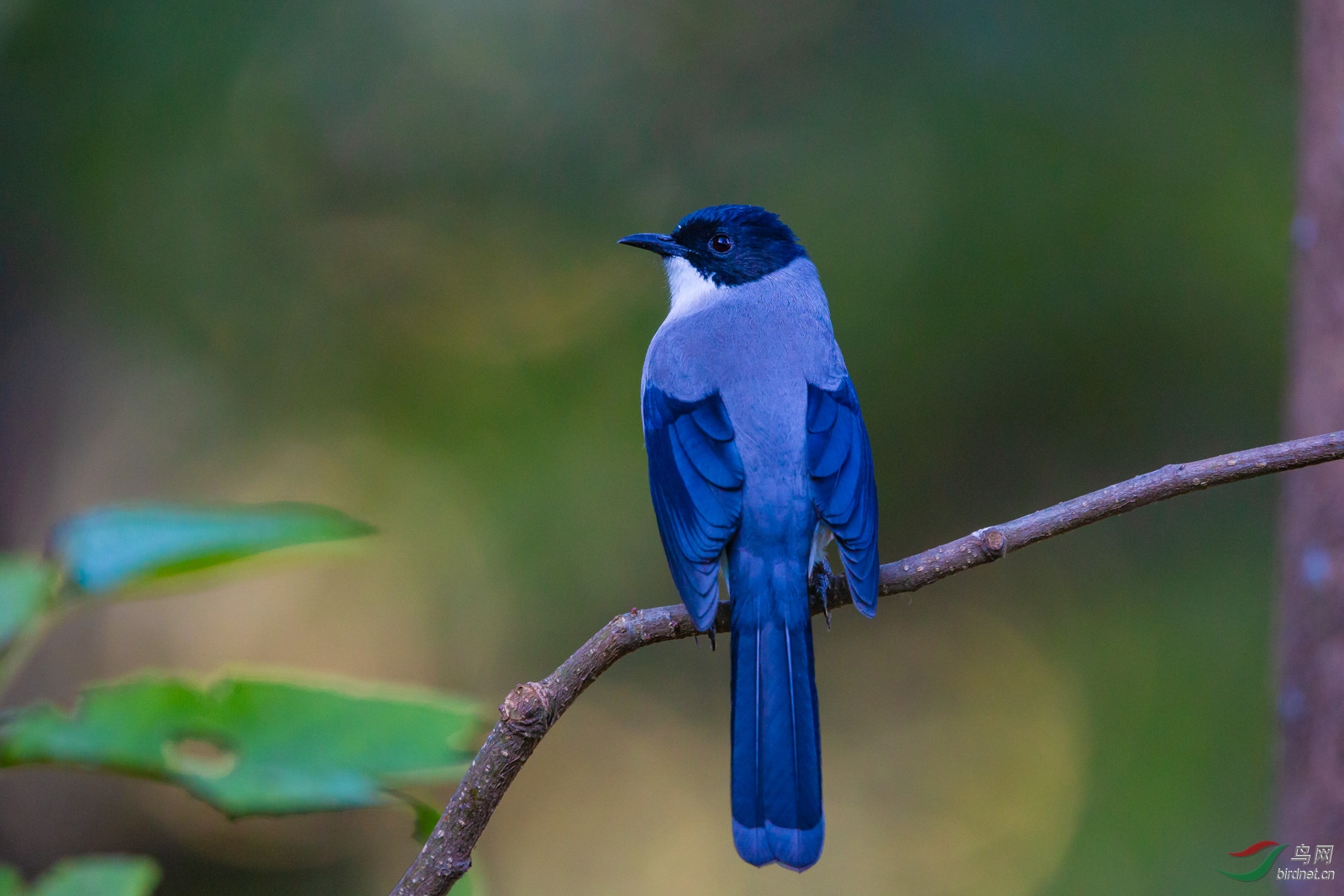 黑头蓝色羽毛的鸟图片