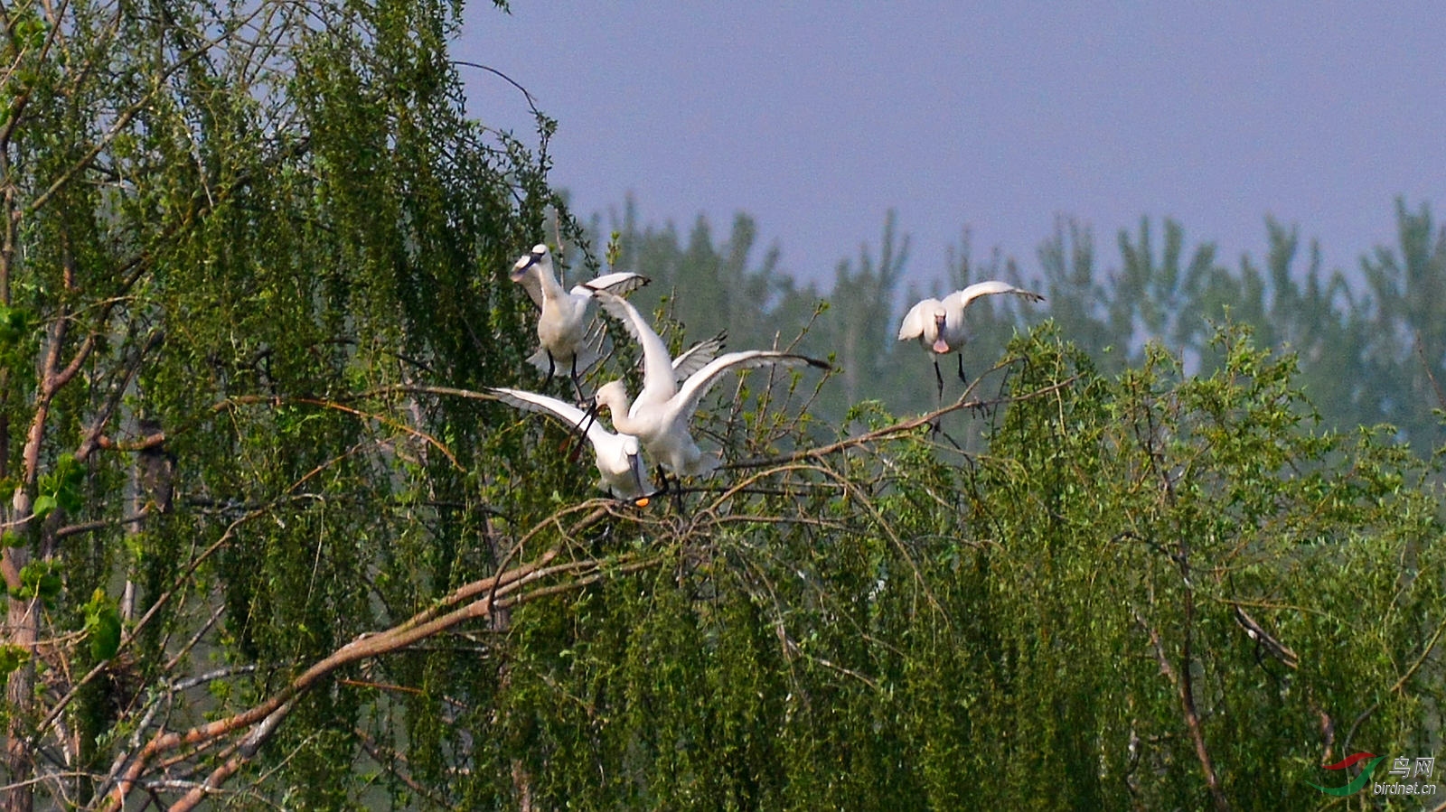 DSC_6335.JPG