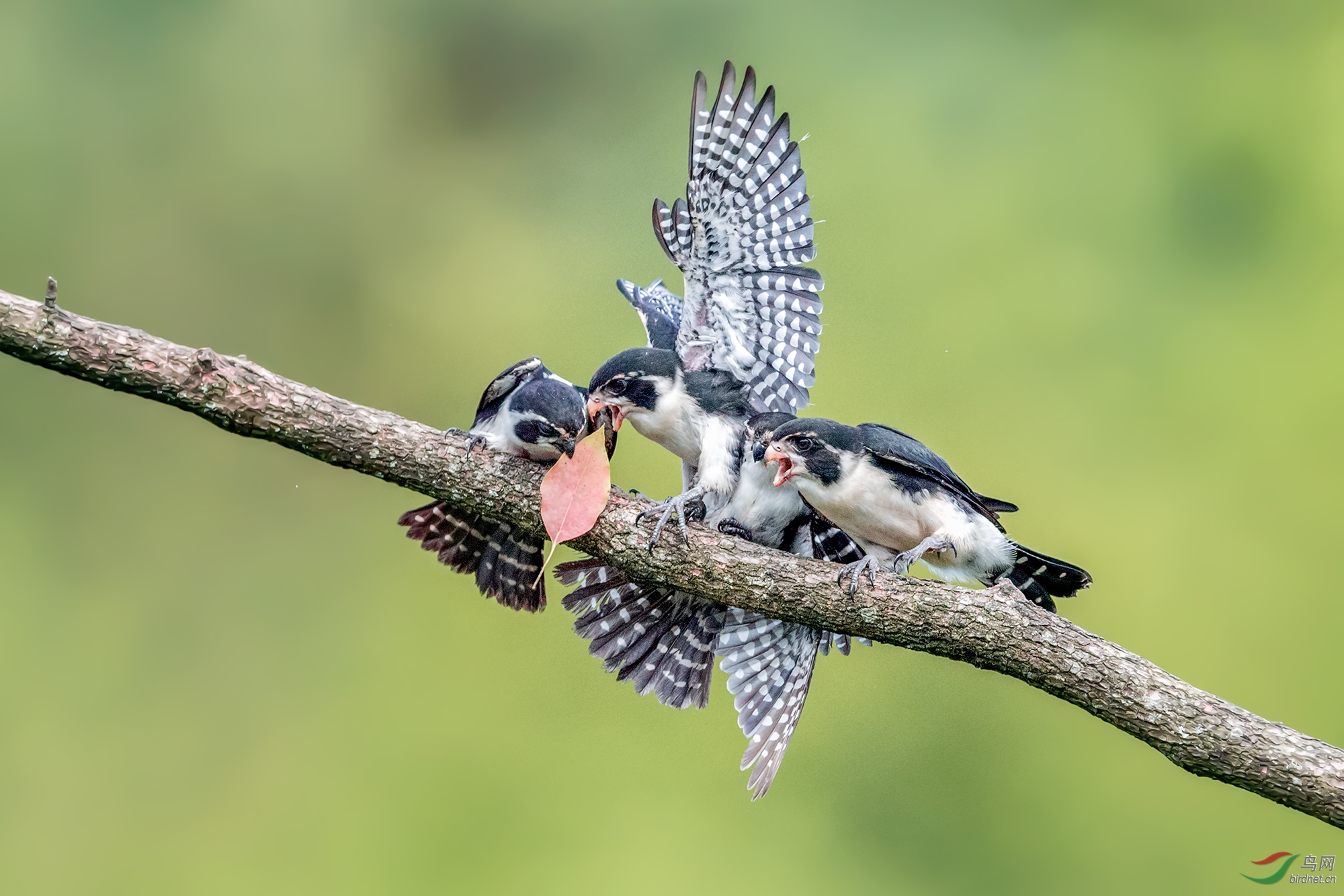 会飞的熊猫鸟白腿小隼