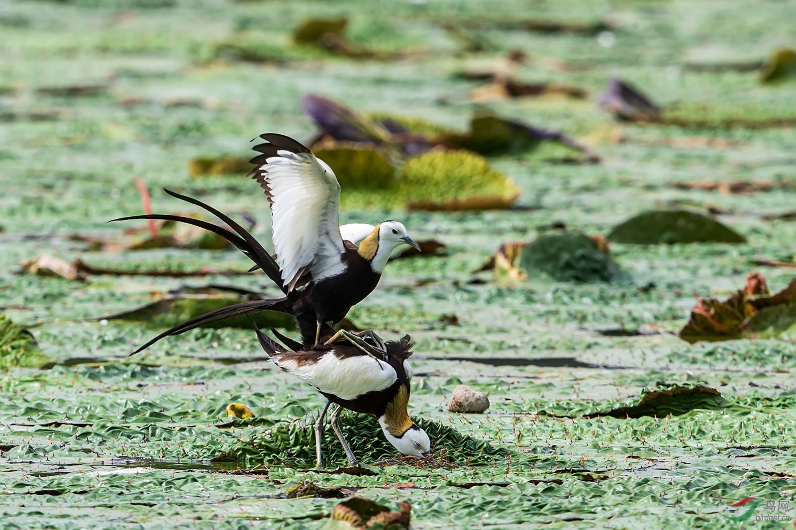 sdtz190707_4839 ����.jpg