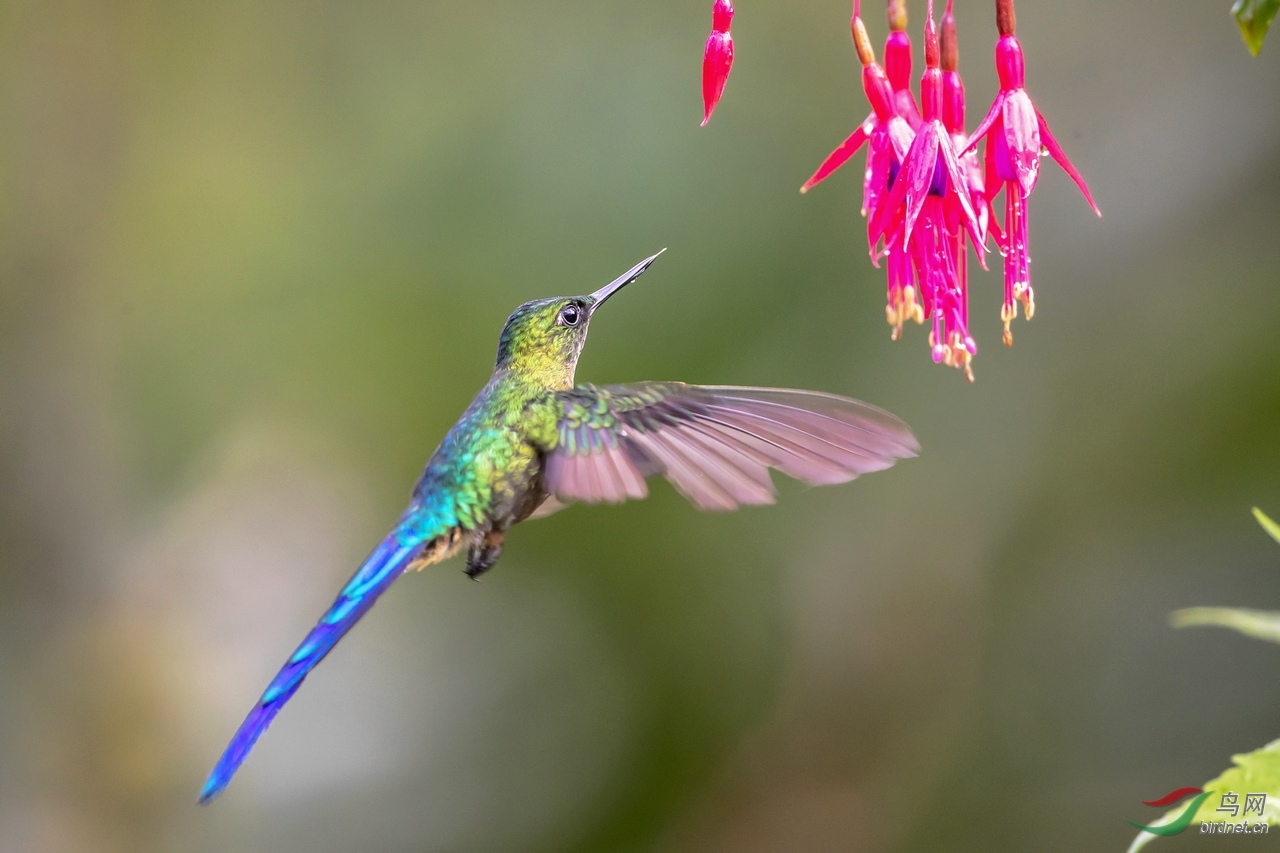 长尾蜂鸟觅食荣获首页精华