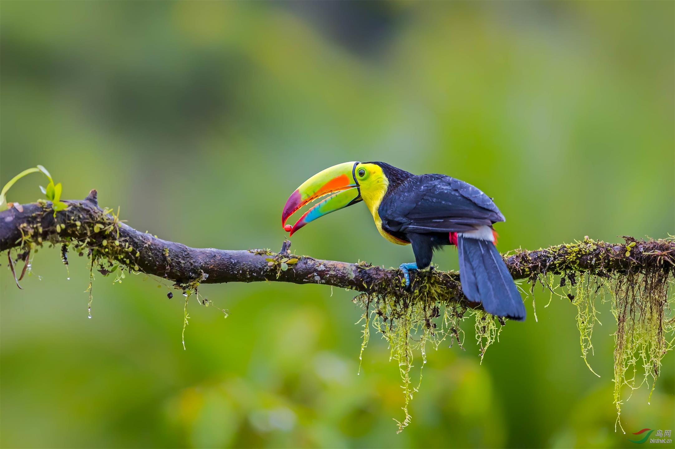 厚嘴巨嘴鸟 贺获鸟网首页鸟类精华!