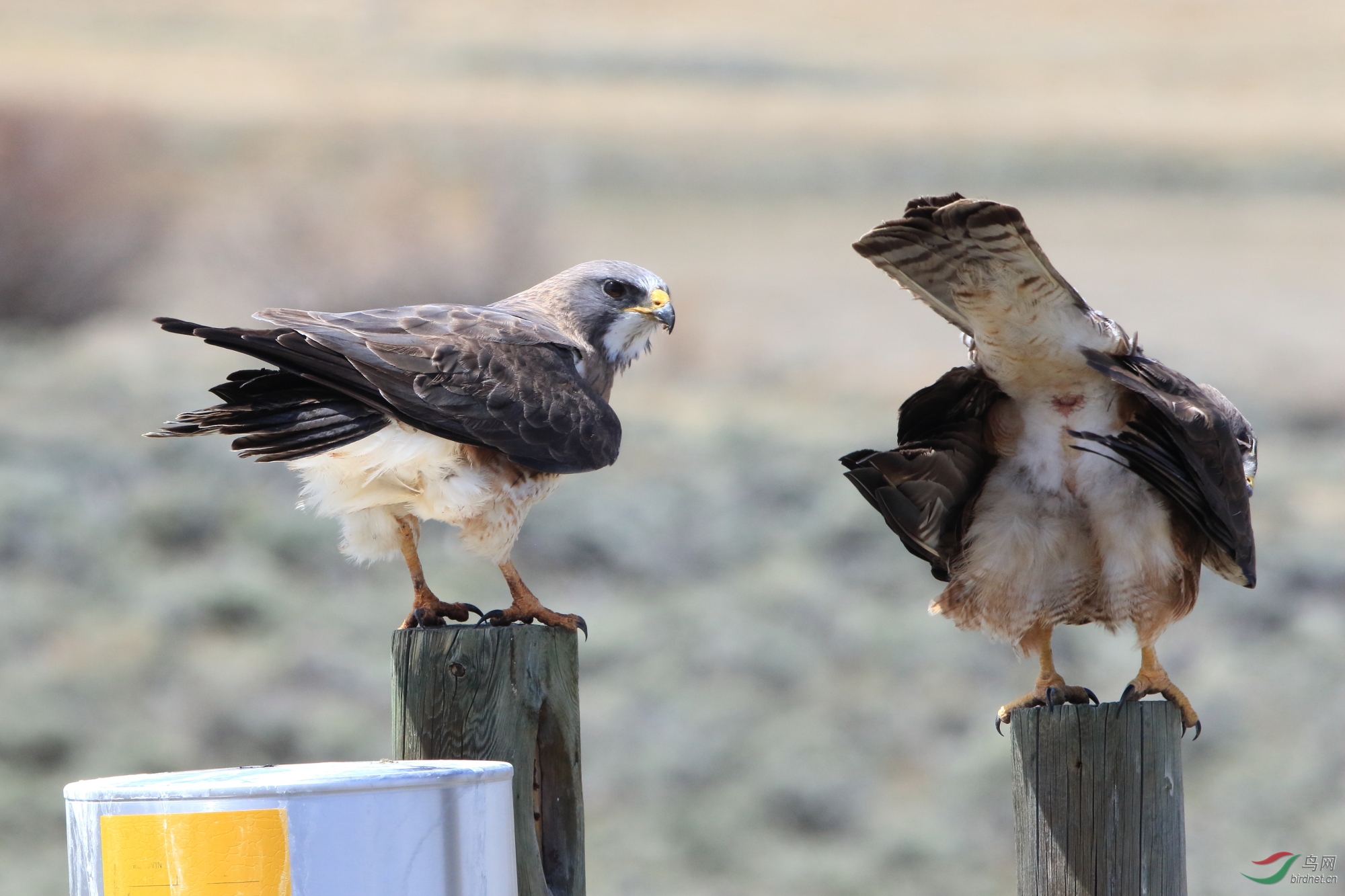 2019Colorado_Swaisons_010_2000.JPG