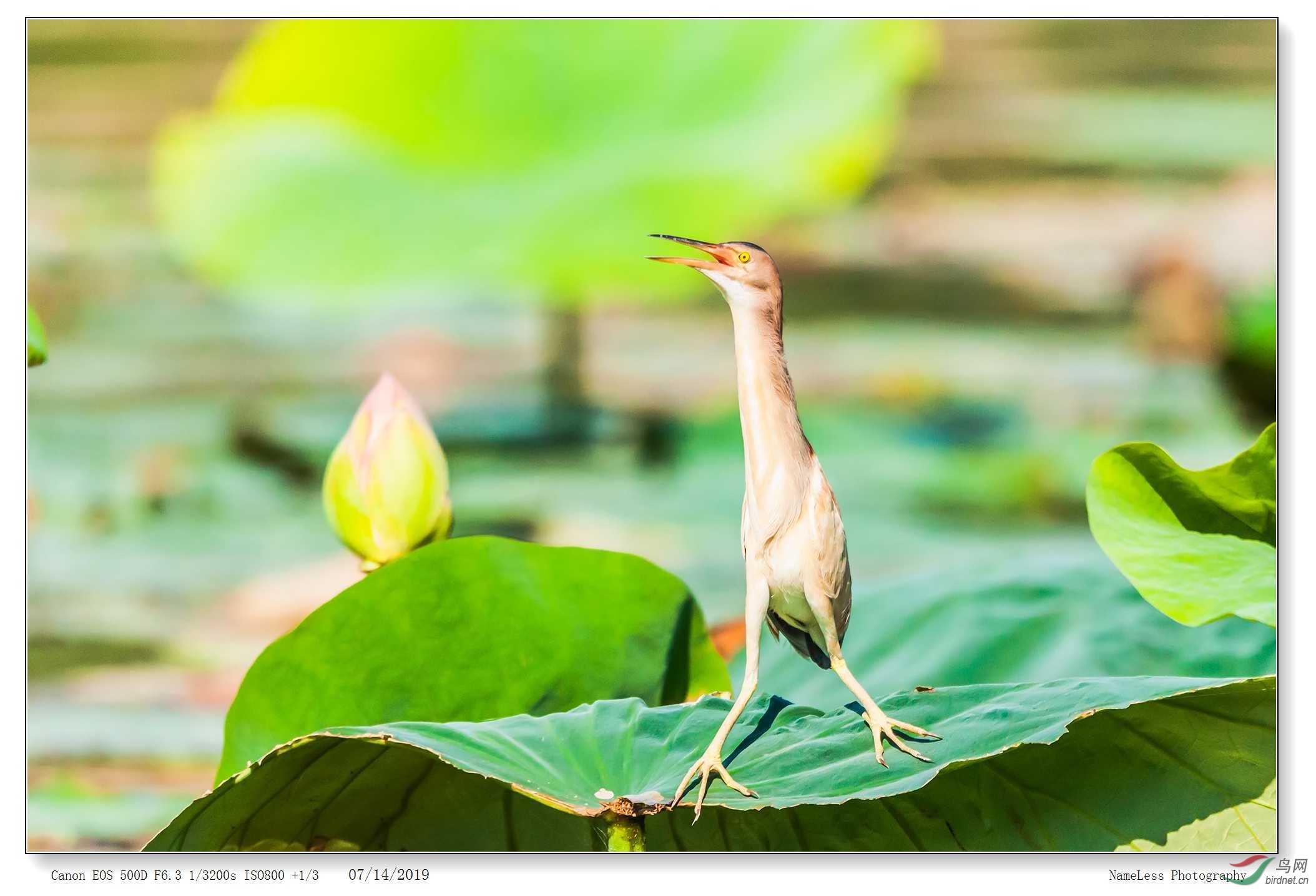 IMG_2064 ����.jpg