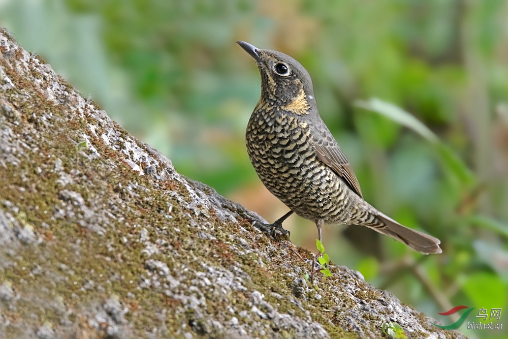 免推免顶名分贴13