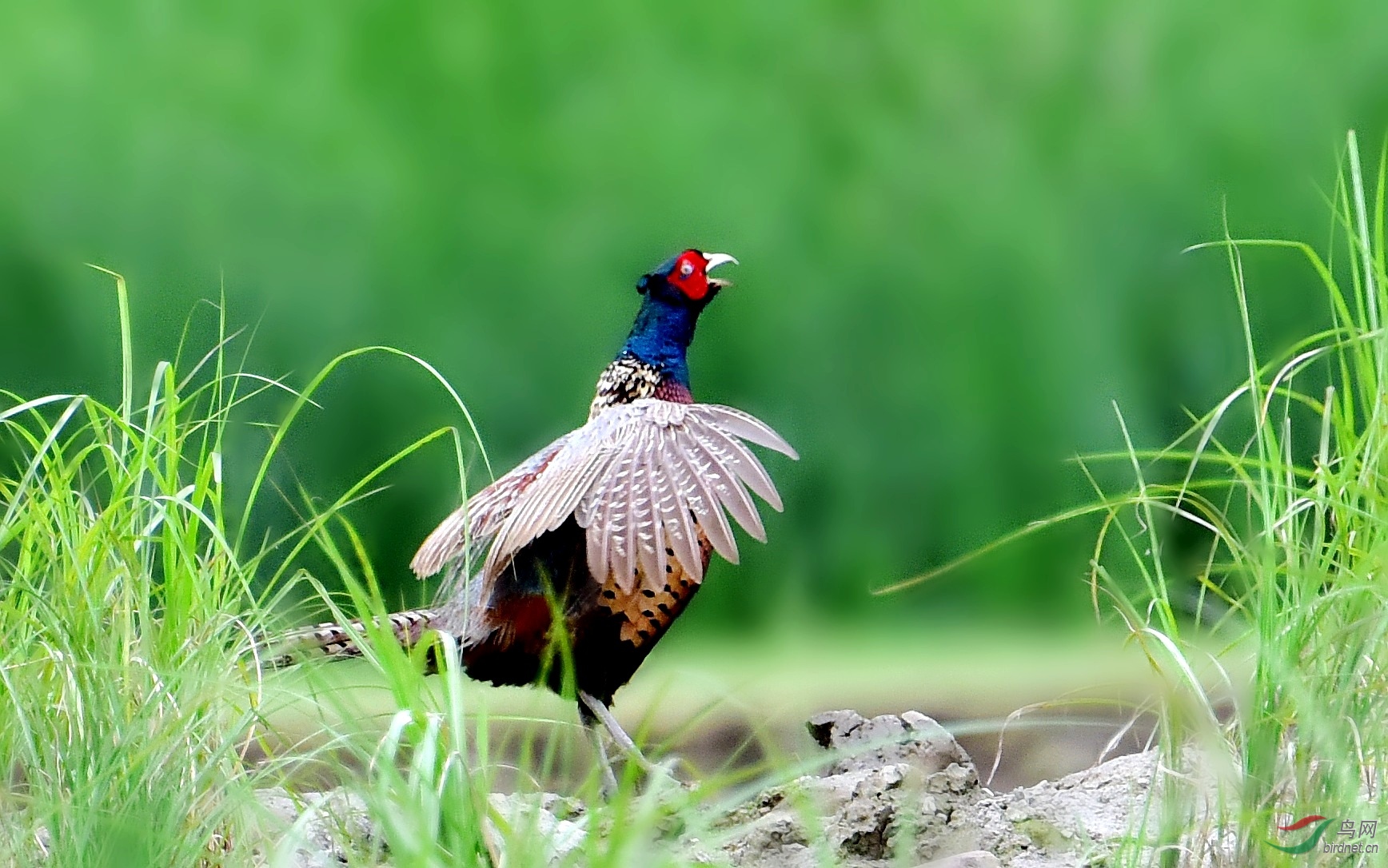 DSC_5574_conew4.jpg