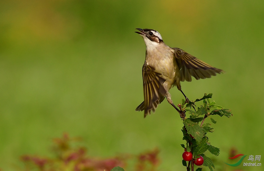DSC_7572.jpg