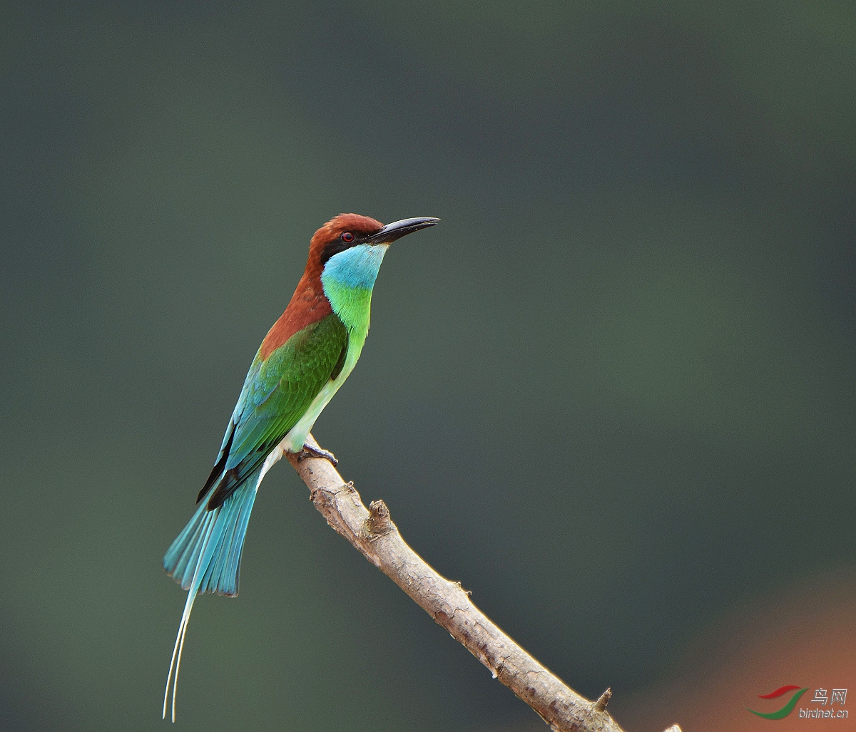 D8I_0504.jpg