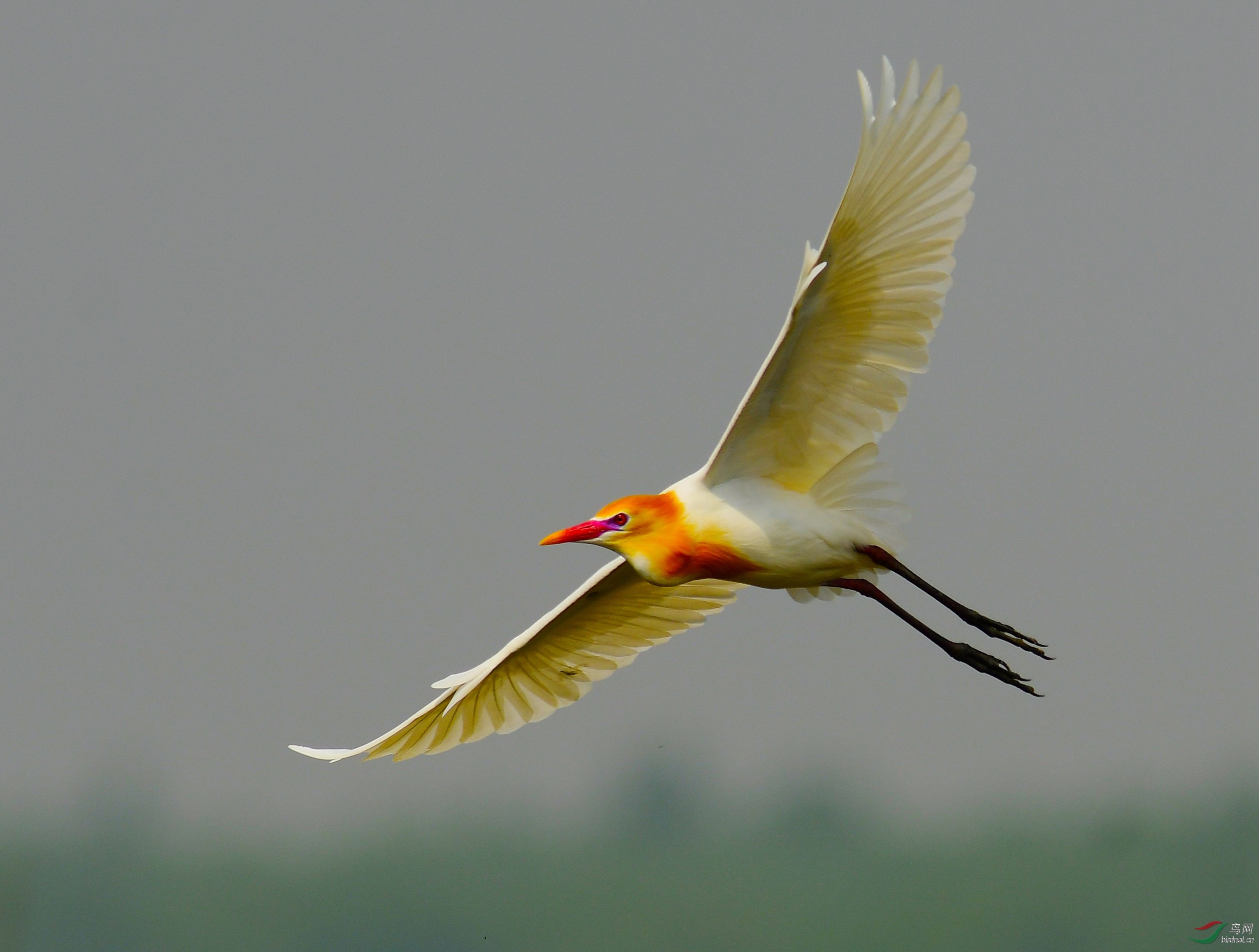 DSC_6062.JPG