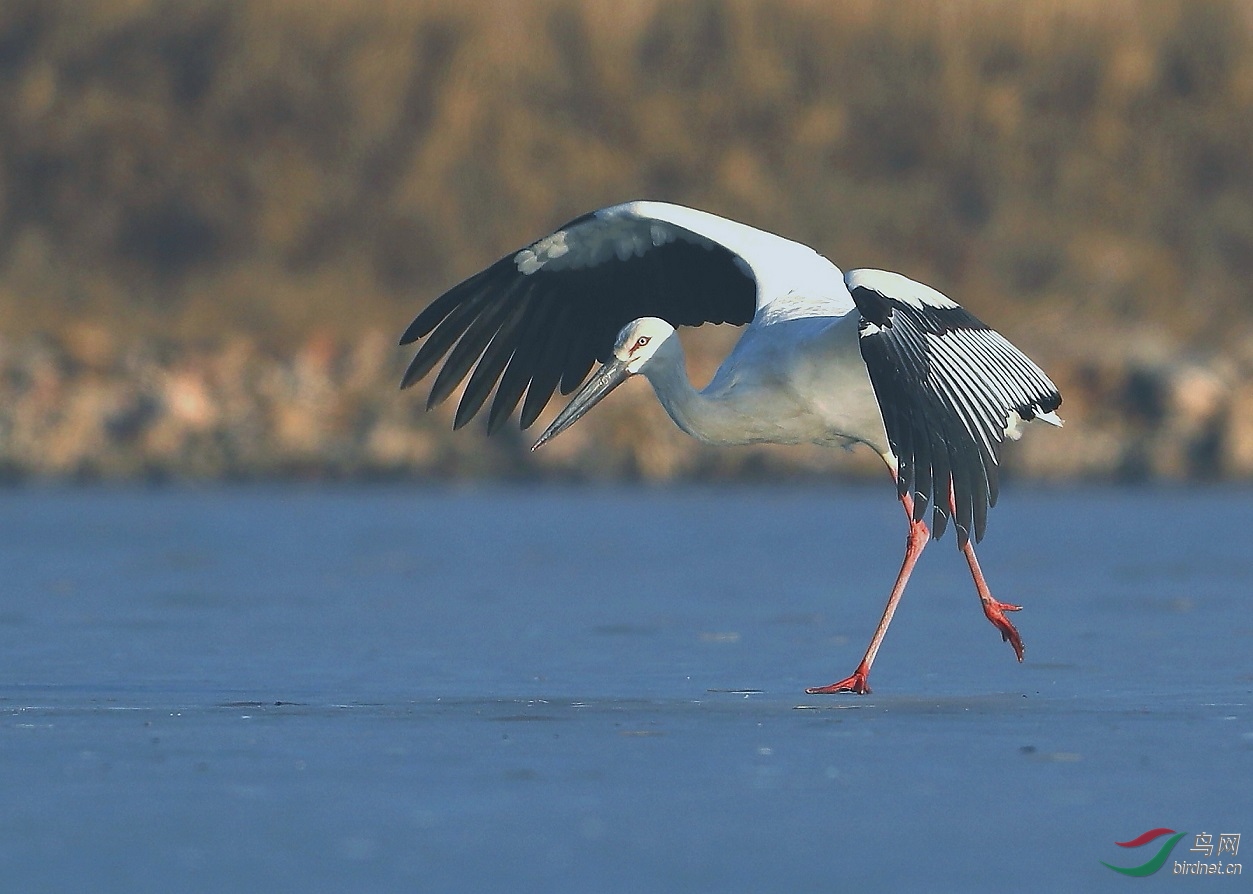 �����ϵĻ���