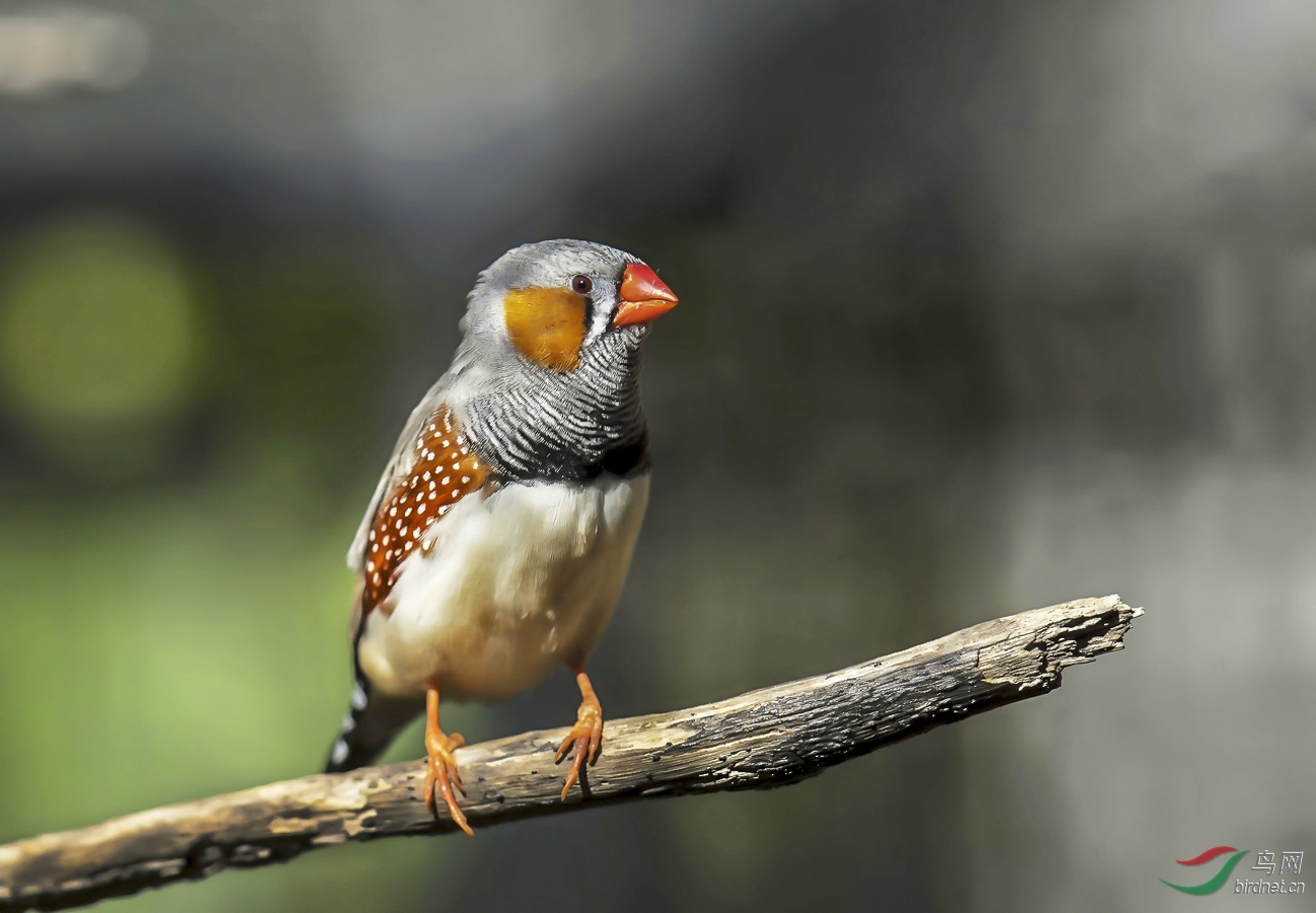 几种草雀荣获首页精华