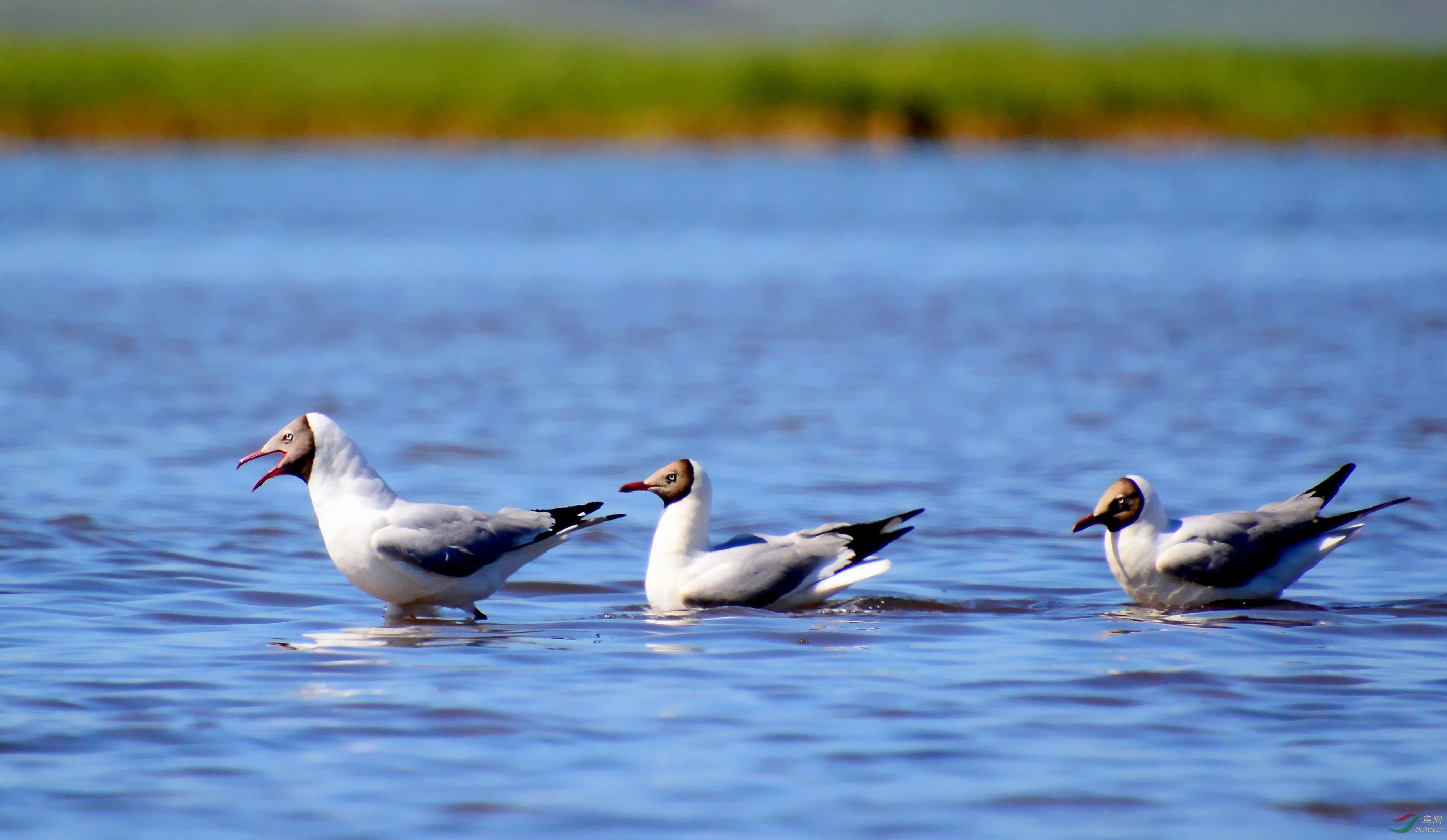 DSC_0917_conew1.jpg