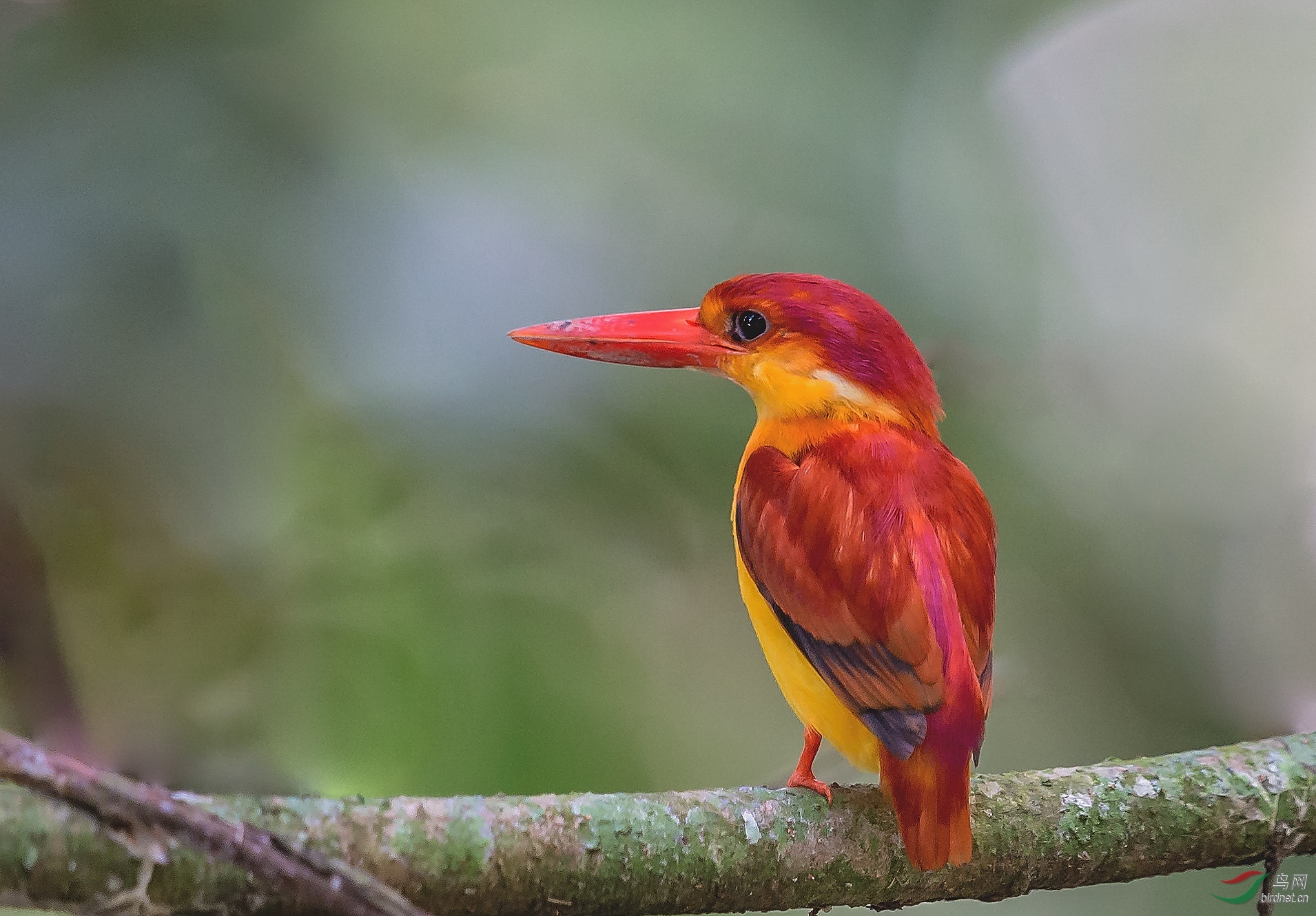 综合棕背三趾翠鸟祝贺荣获鸟网首页精华