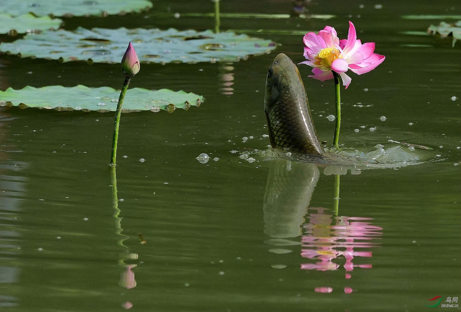 鱼吃荷花