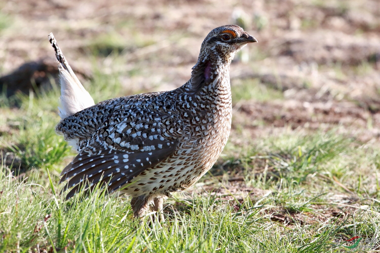 尖尾松鸡周三问好
