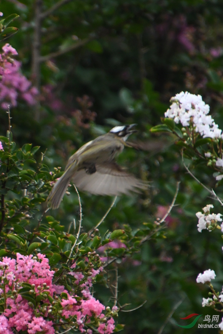 D50_2716.jpg