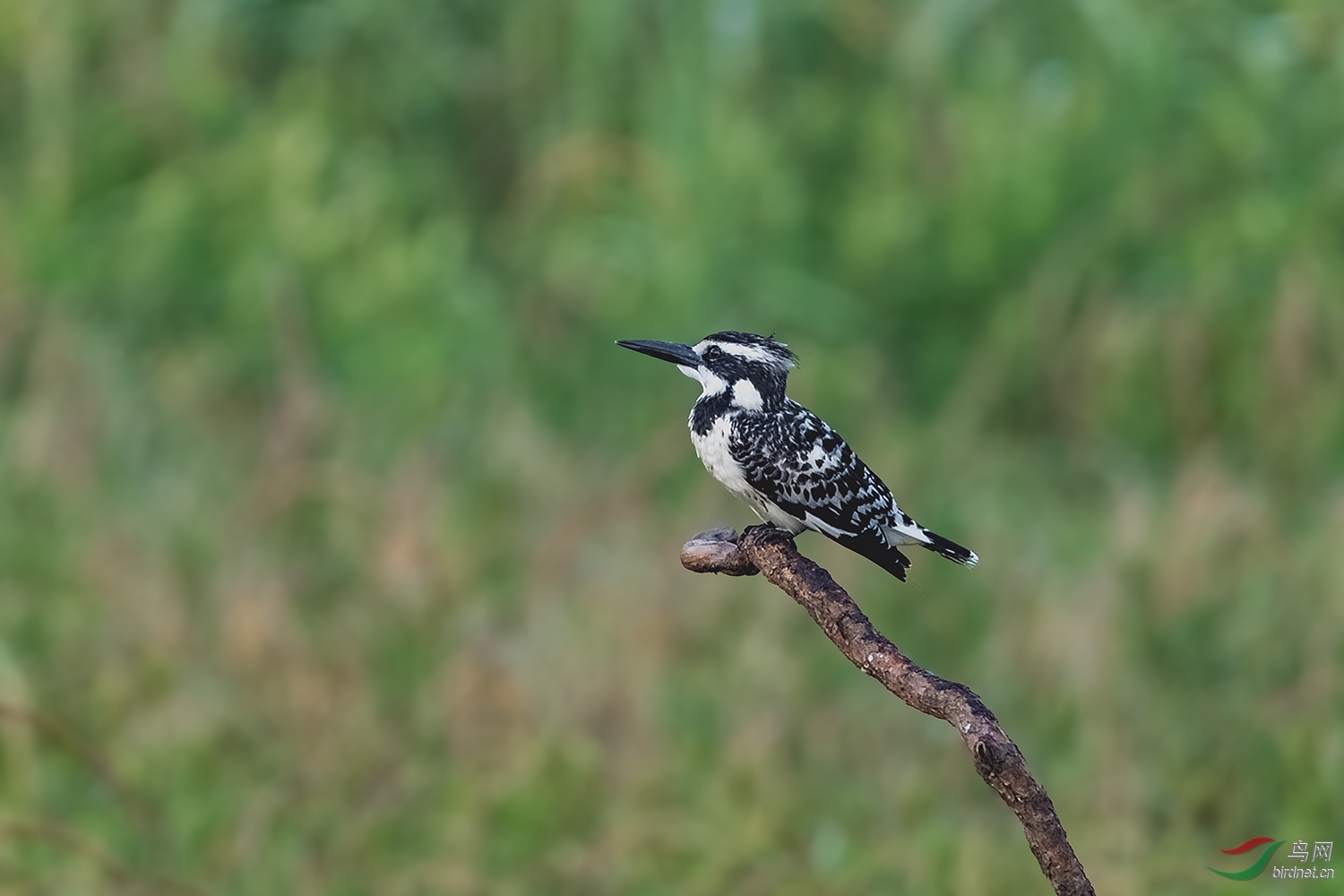 _DSC1824-2.jpg