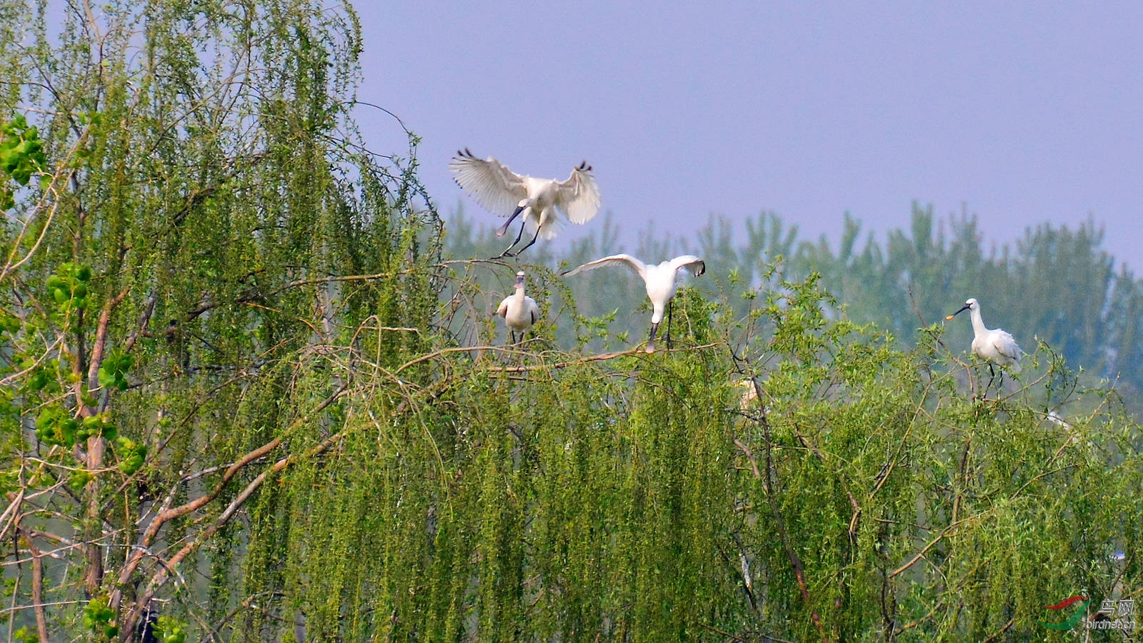 DSC_6275.JPG