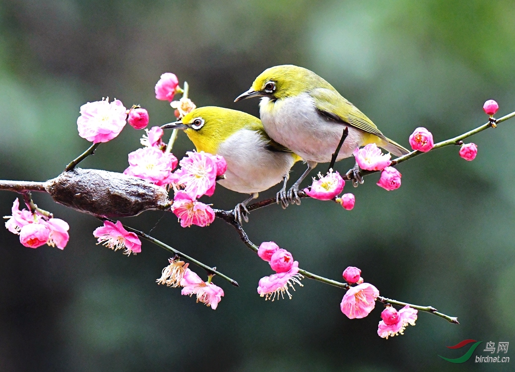 南岳胖胖的一对小鸟