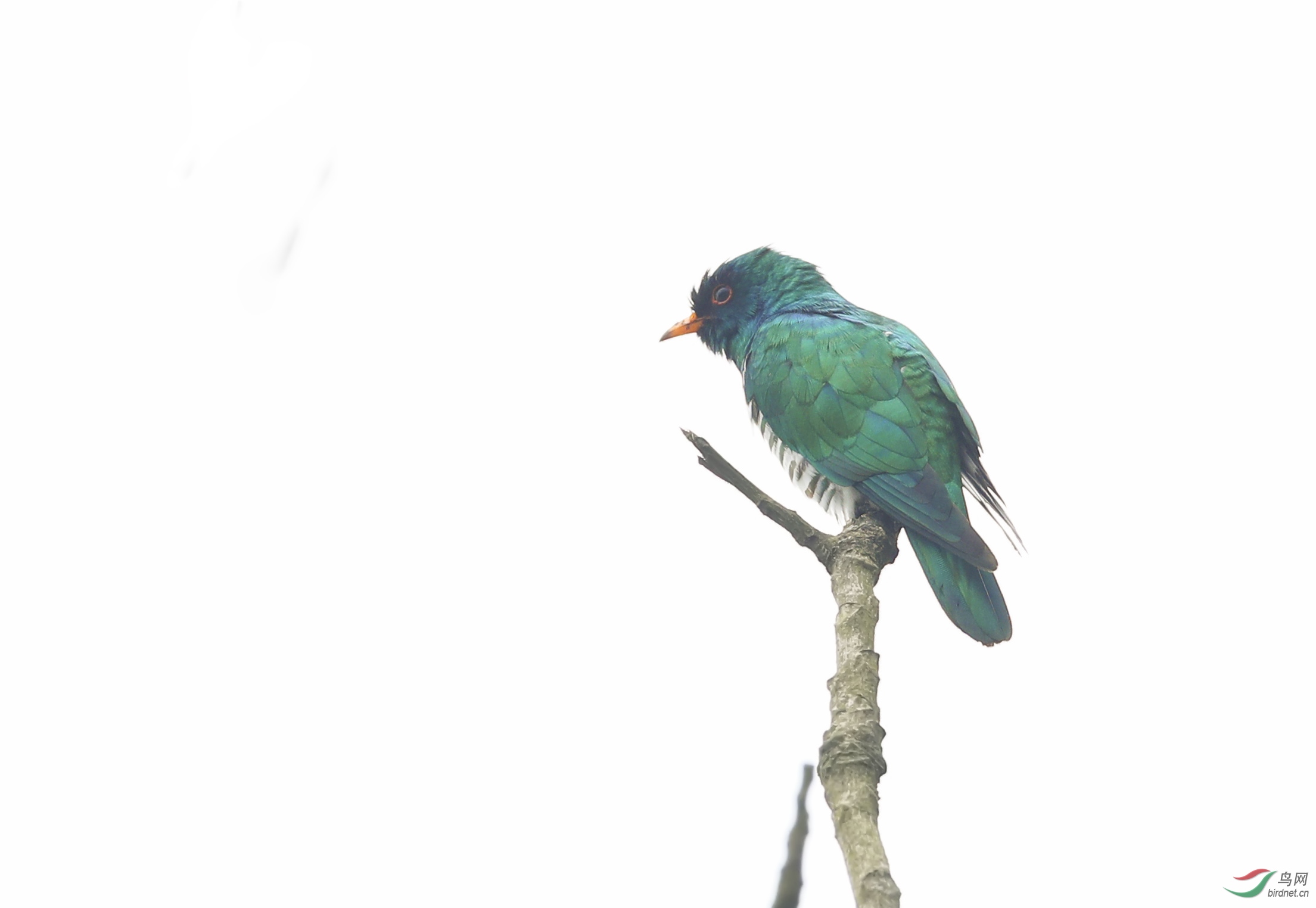 BT1I5670-1�� (8).jpg