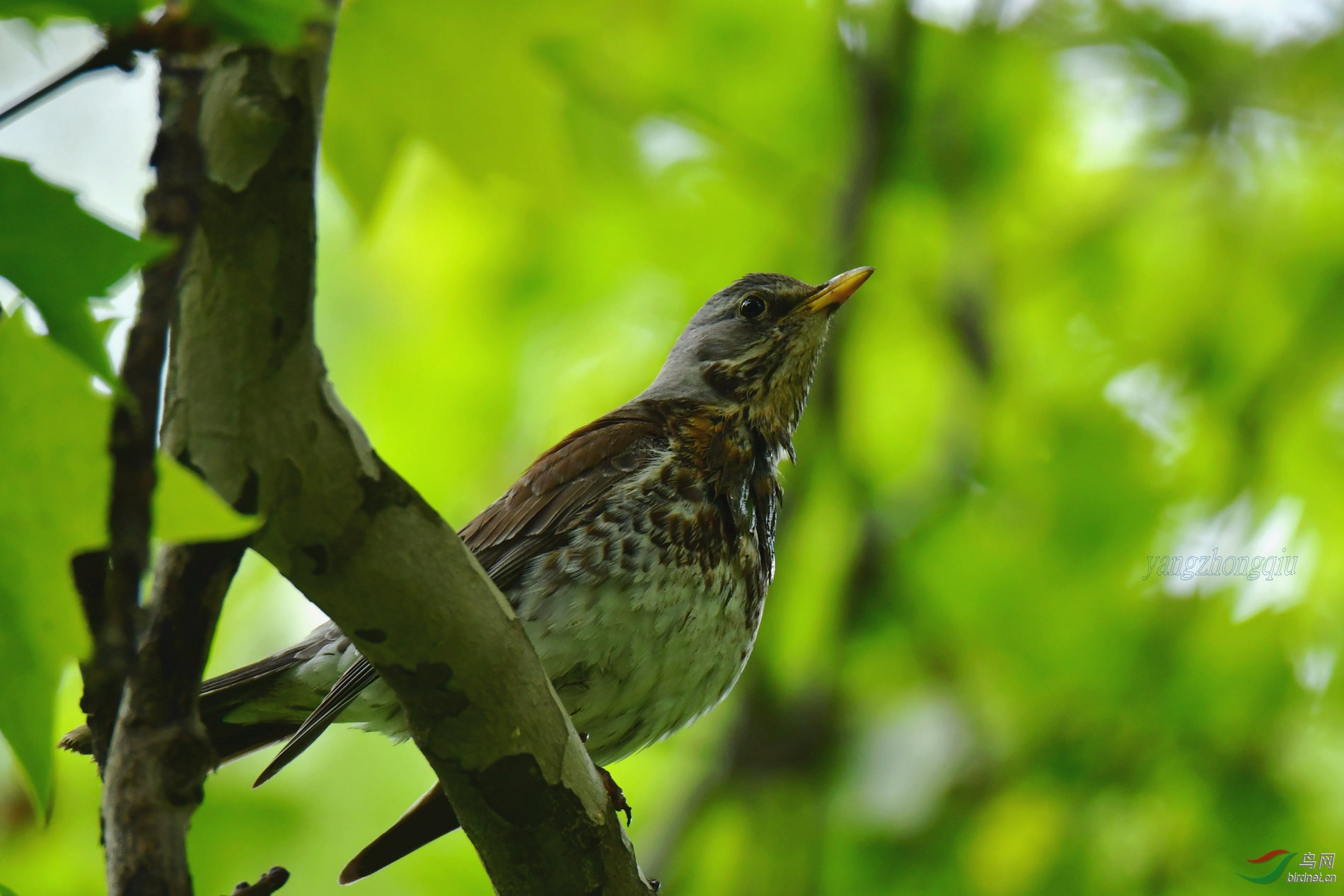 DSC_8694_副本.jpg