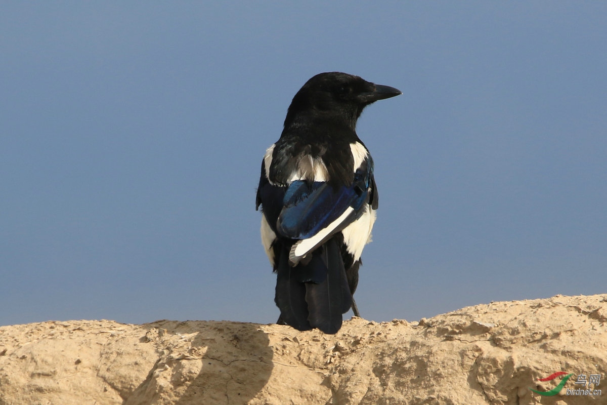 1����ͨϲȵ��