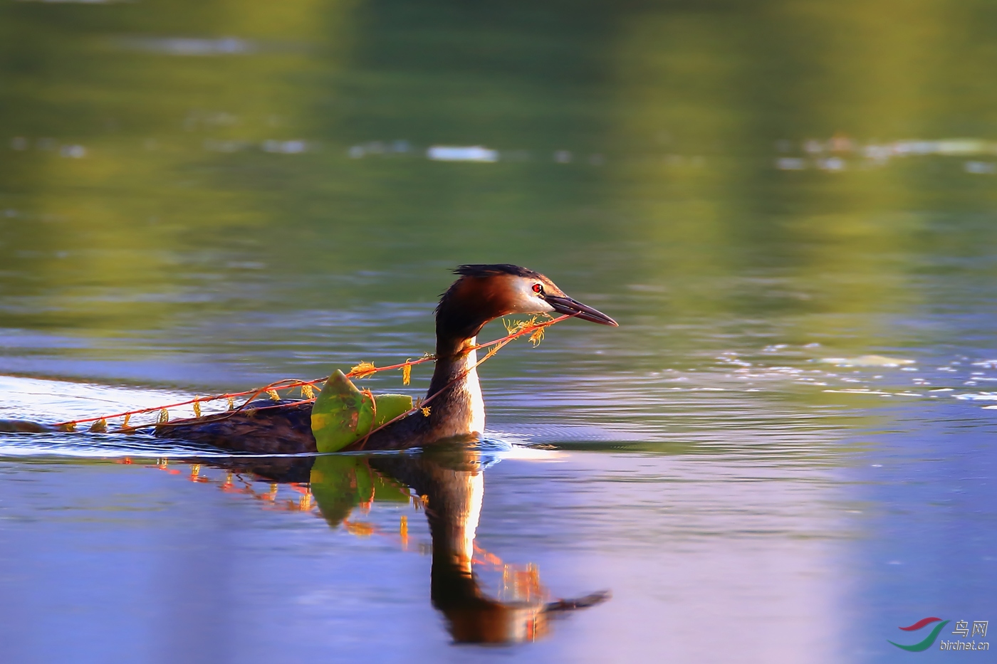 ��ͷ����