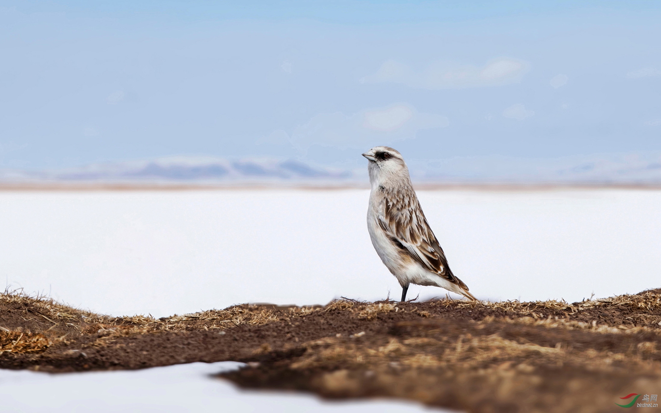 冬季诺尔盖草原上的雪雀