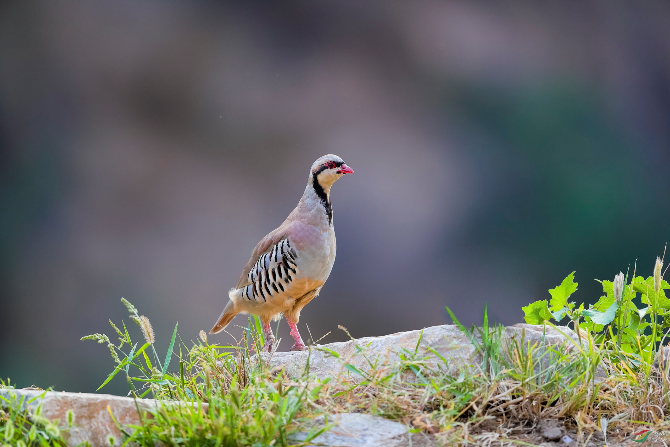 AQ8I6496--2560.jpg
