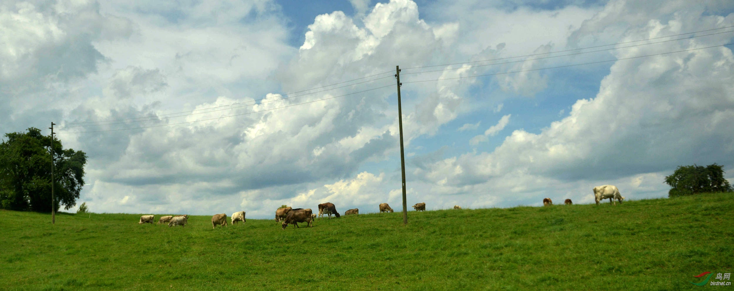 MOO_4193.JPG