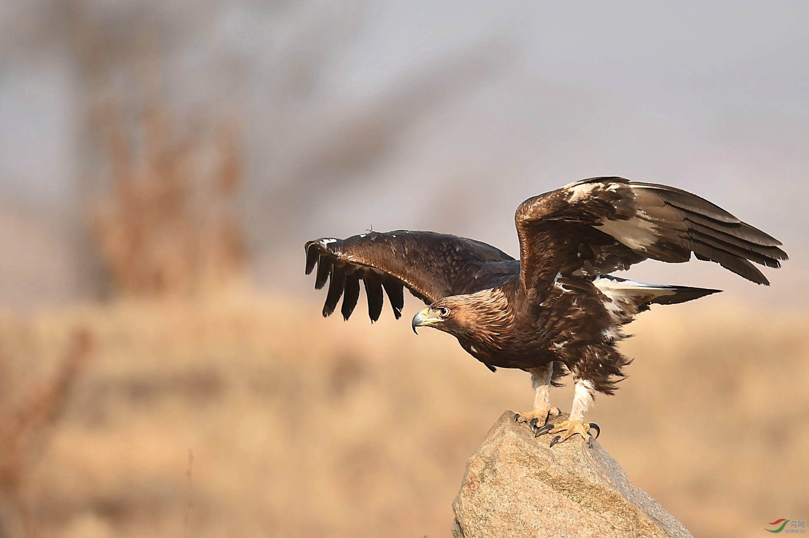 山石上的金雕展翅欲飞.