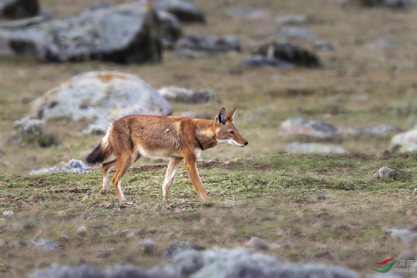 埃塞俄比亚胡狼