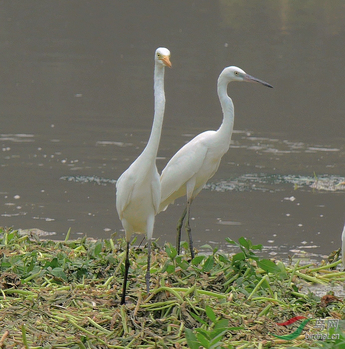 P2960229 - ����.JPG