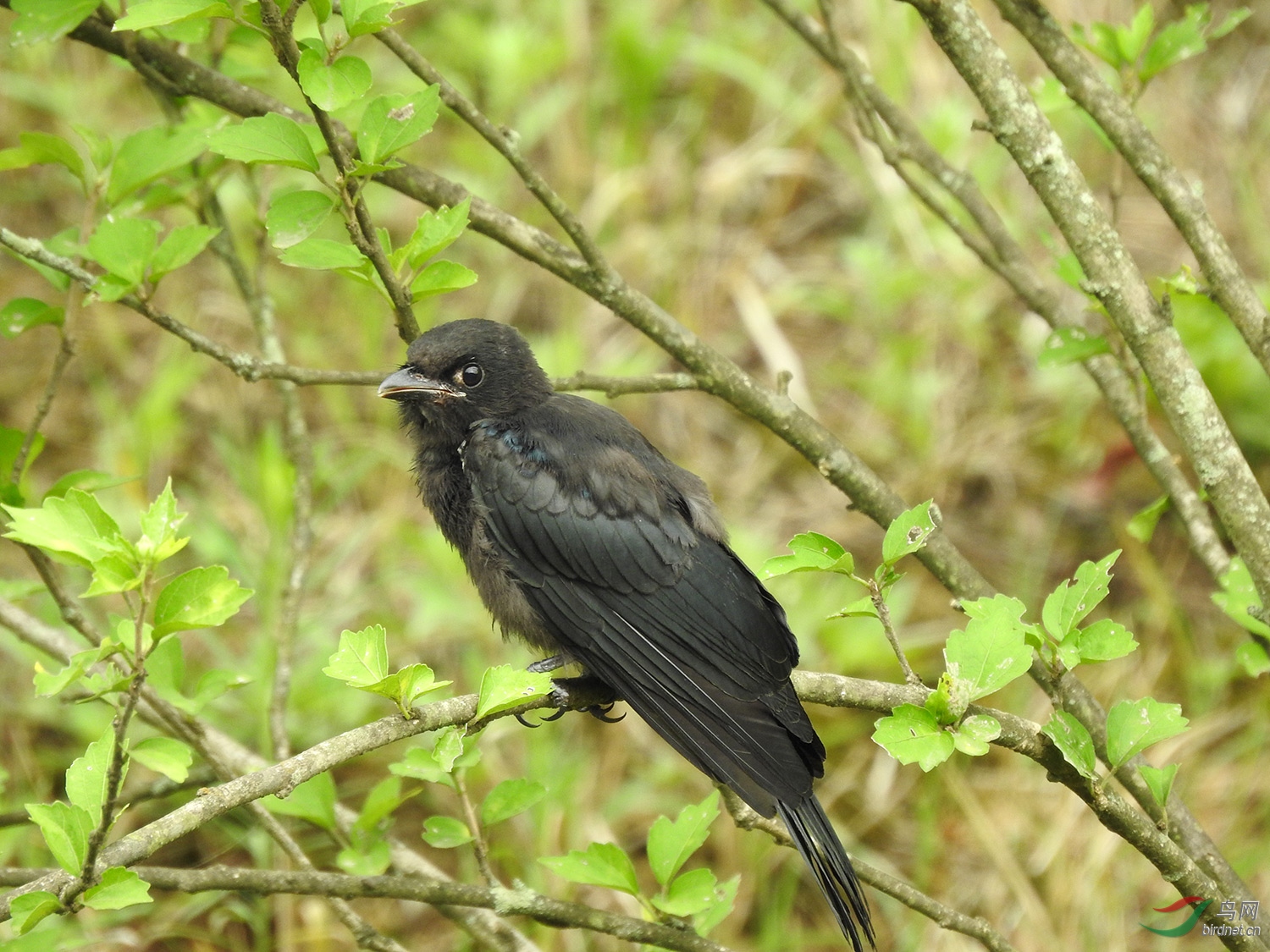 DSCN3639.jpg