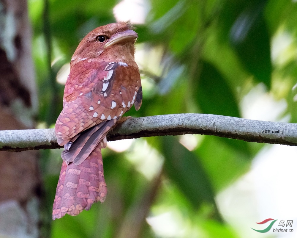 Gould's Frogmouth 1.jpg