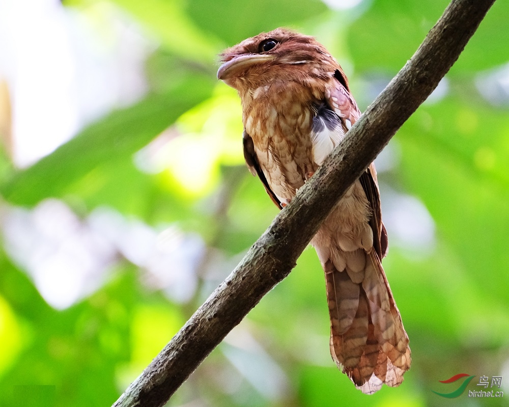 Gould's Frogmouth 2.jpg