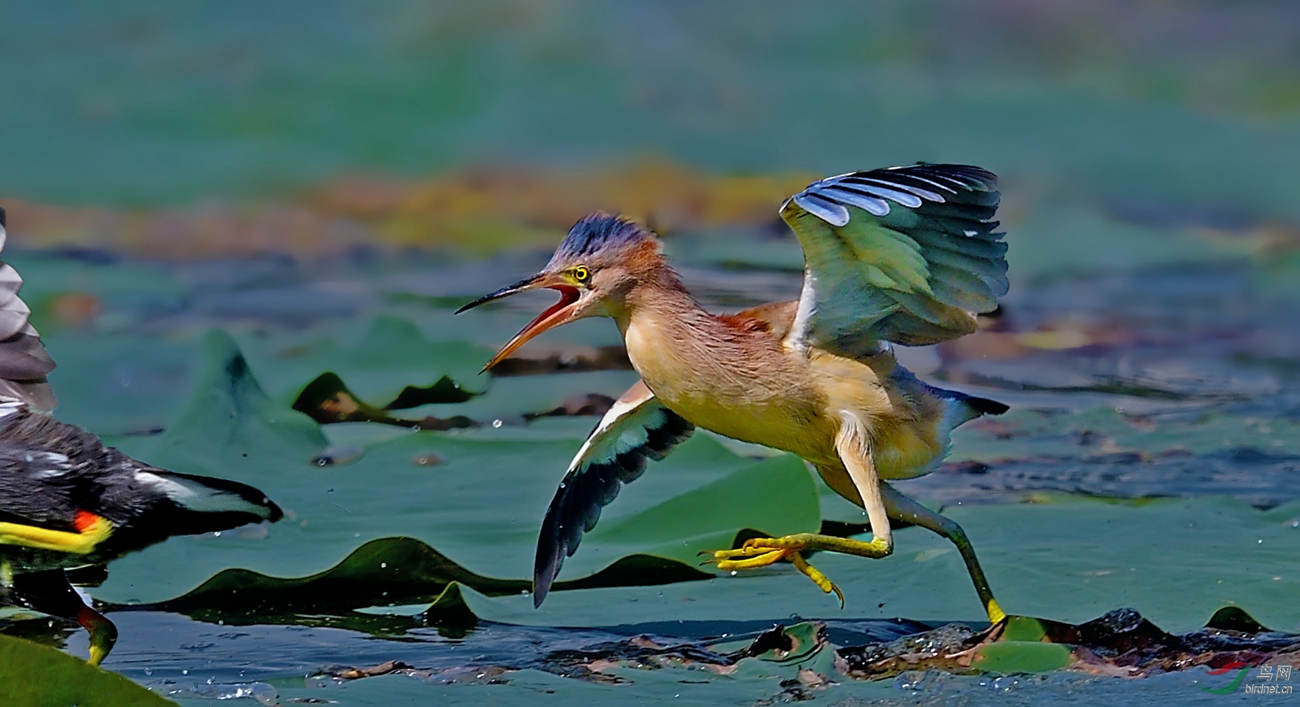 DSC_5925c_����.jpg