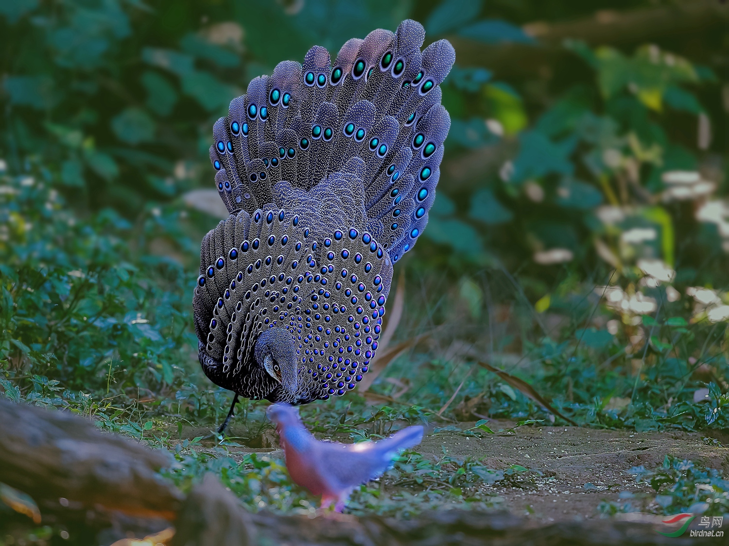 小家伙快离开灰孔雀雉