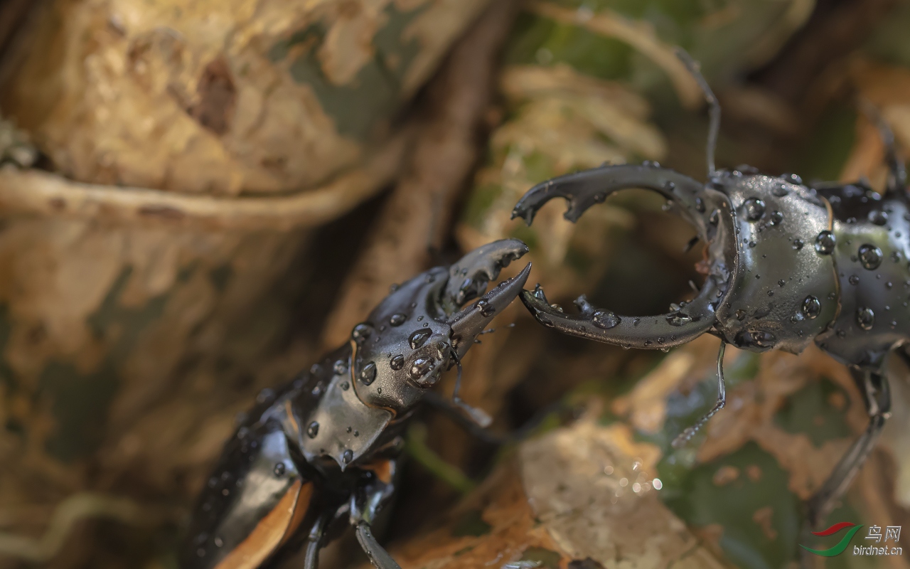 针锋相对秋甲虫