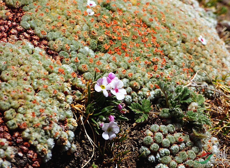 西藏高原的"垫状点地梅"