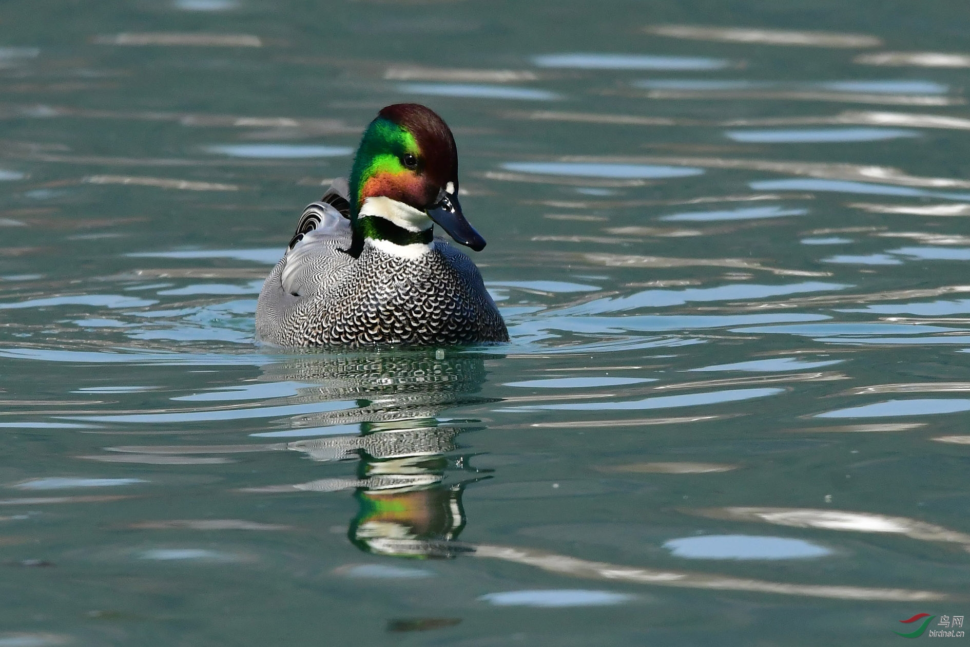 DSC_3801_����.jpg