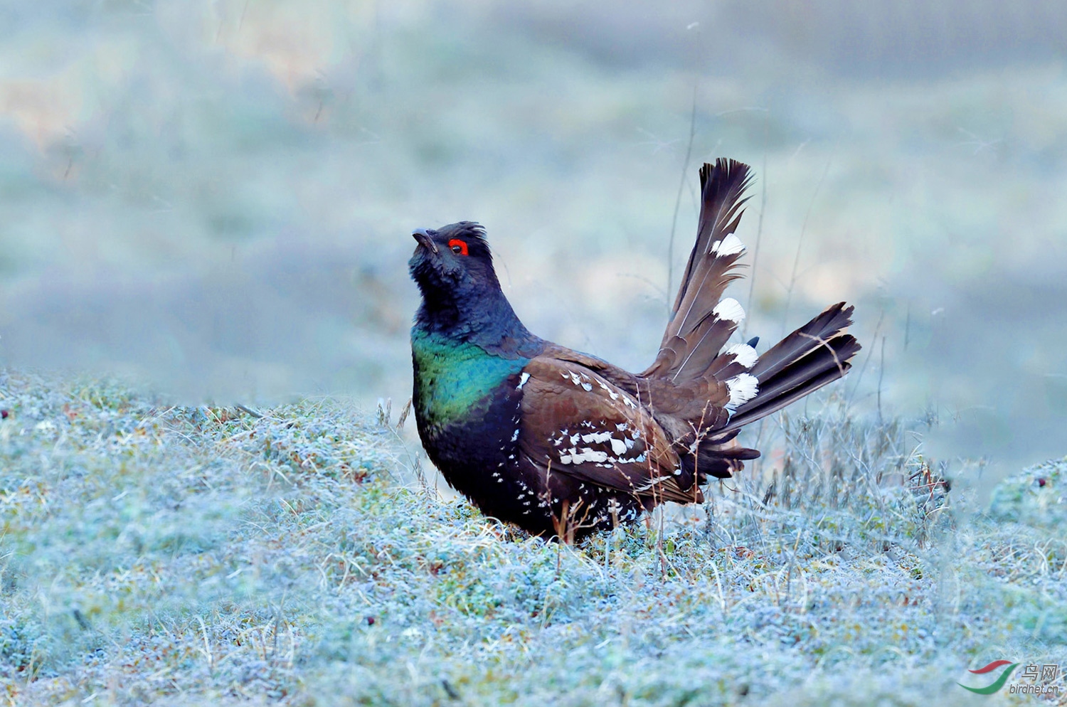 冰天雪地中黑嘴松鸡