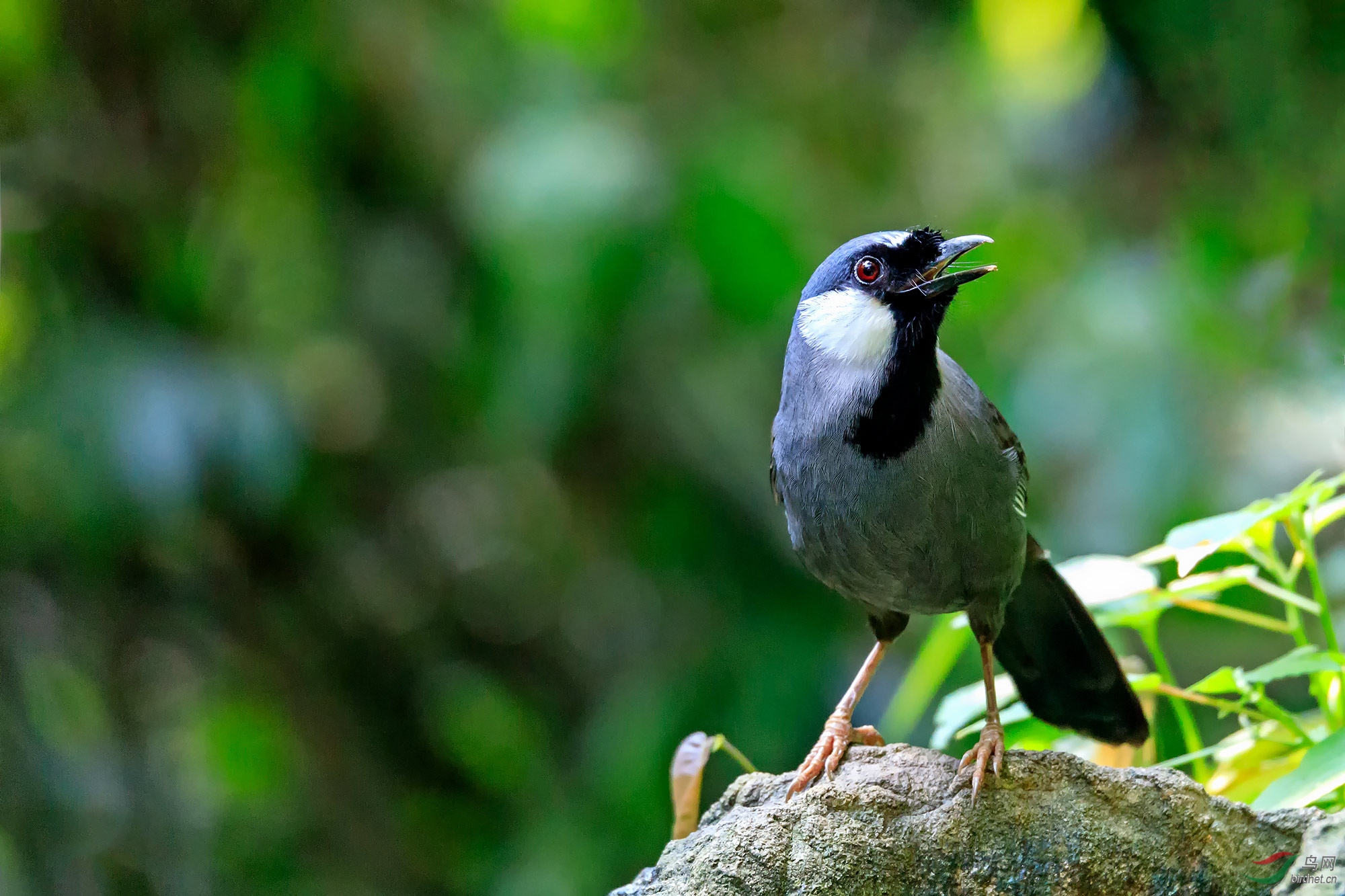 独唱一曲黑喉噪鹛