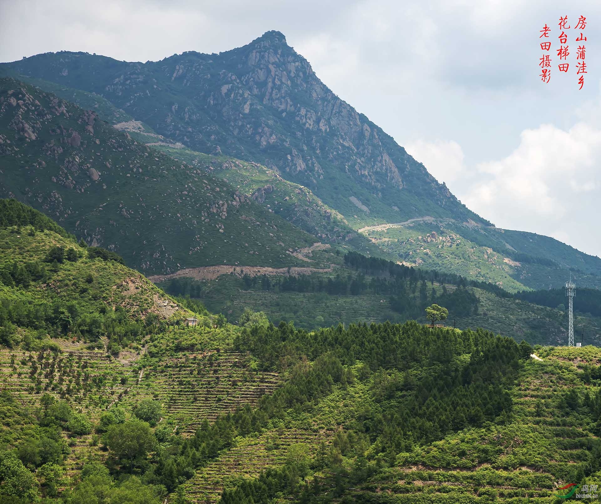 房山区蒲洼乡东村梯田夏景