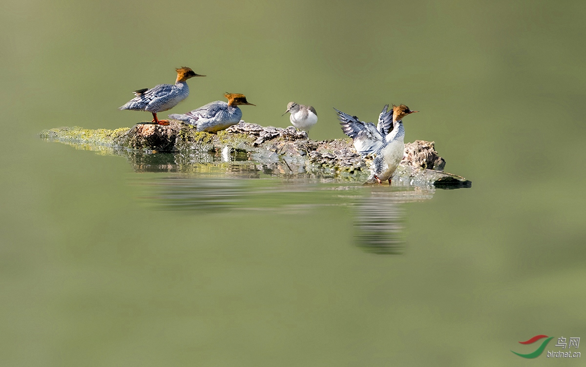 DSC_8204-1.jpg