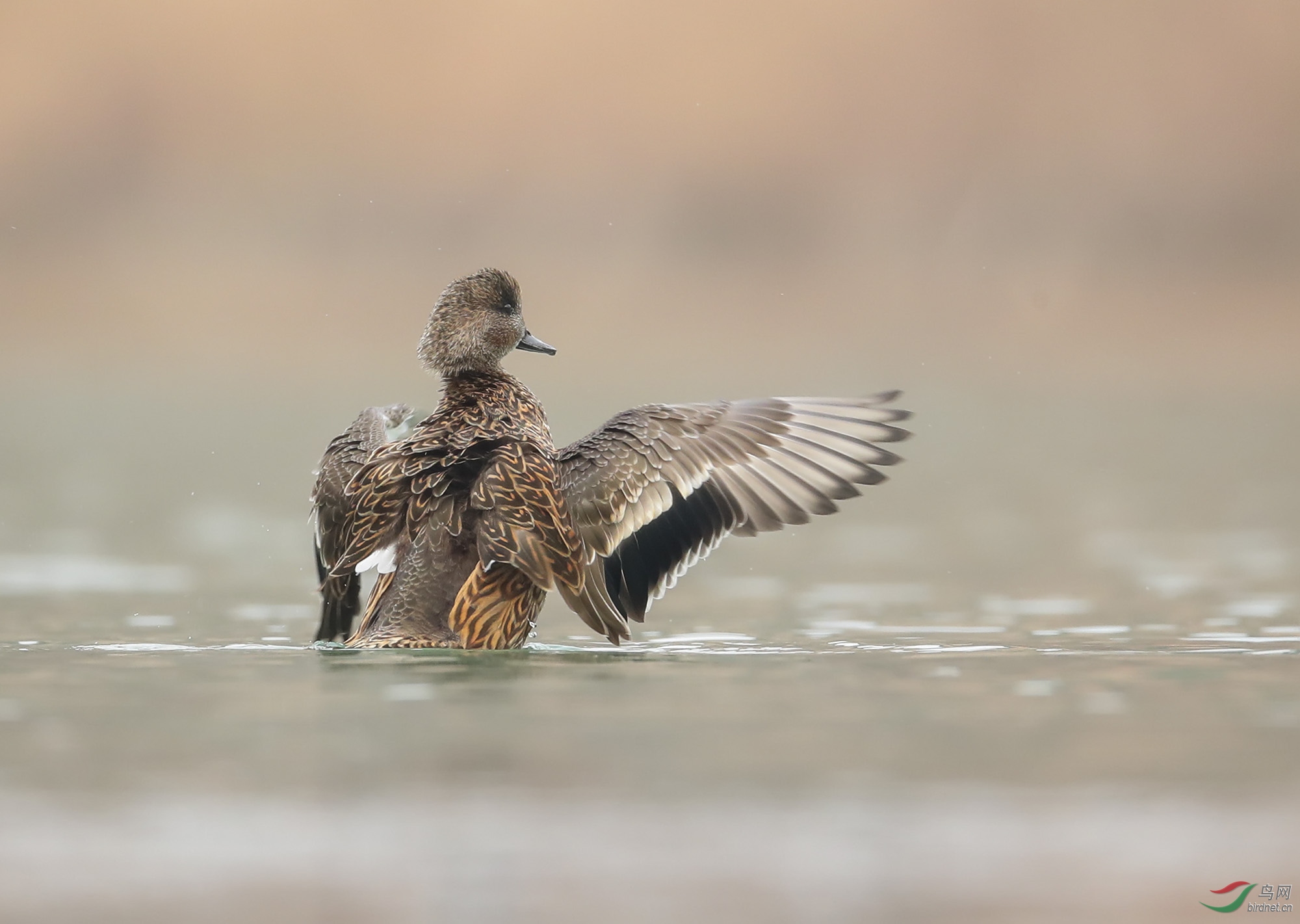 1 (52) - ����.jpg