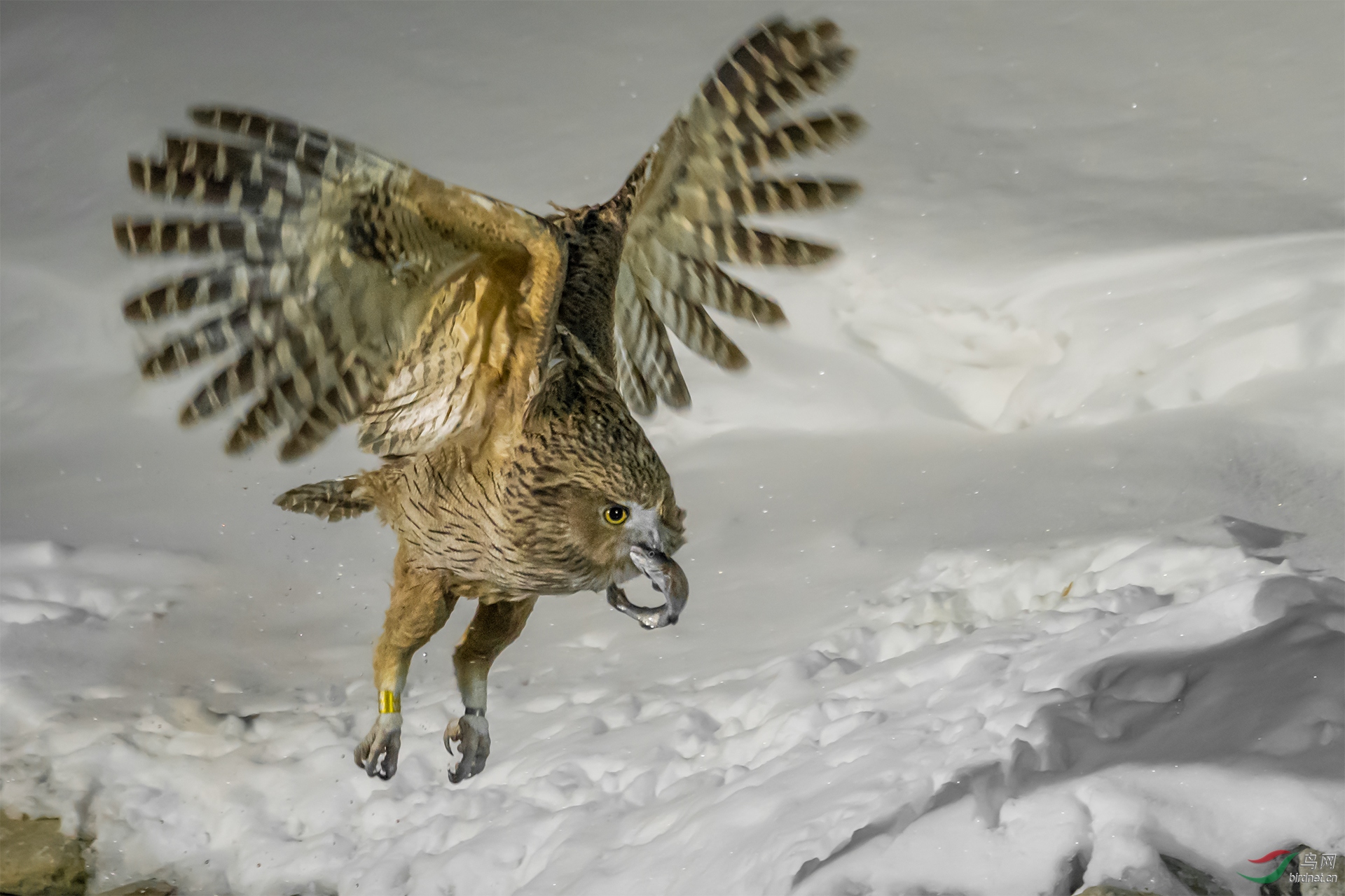 毛腿鱼鸮叼鱼飞