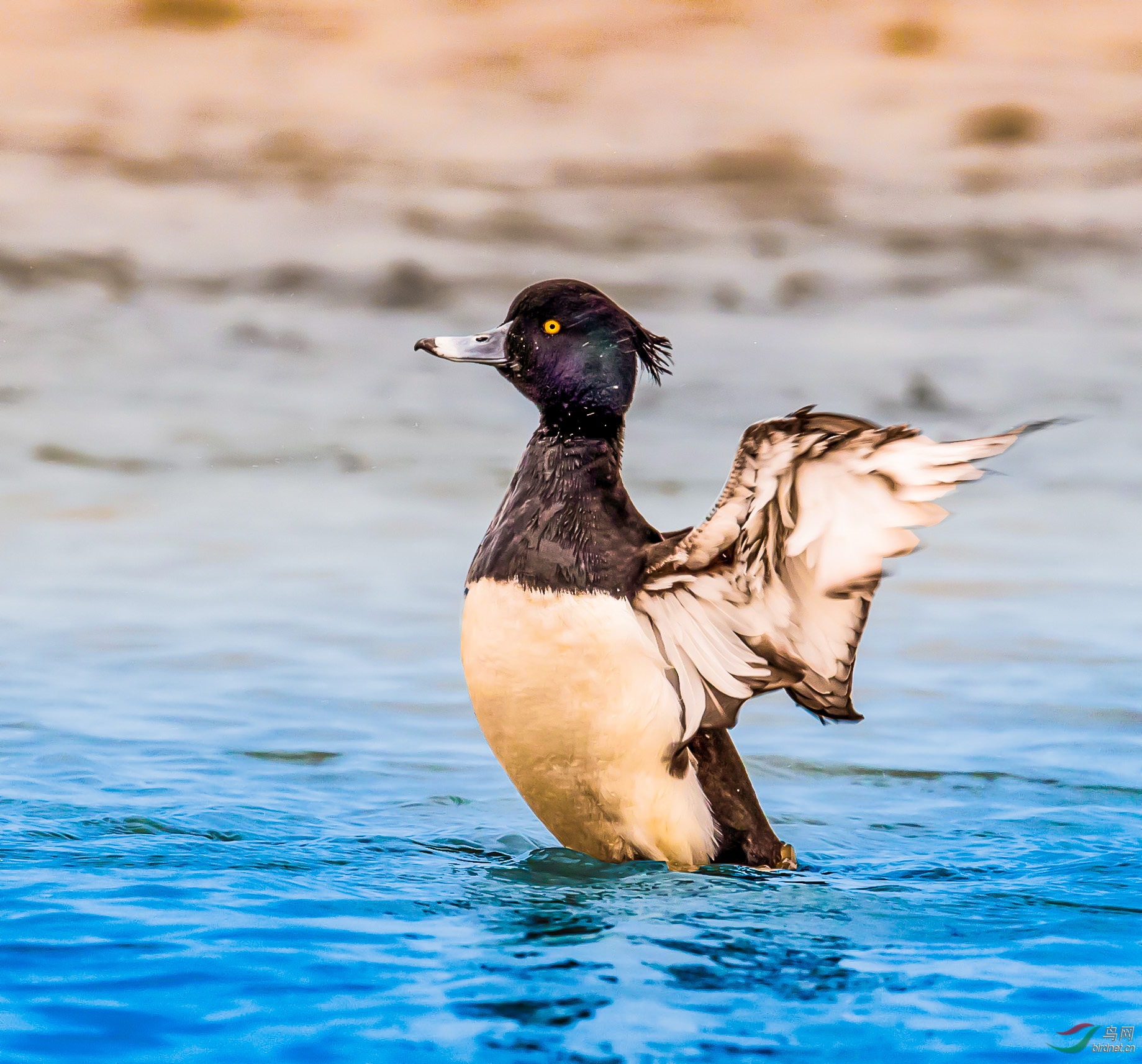 凤头潜鸭振翅
