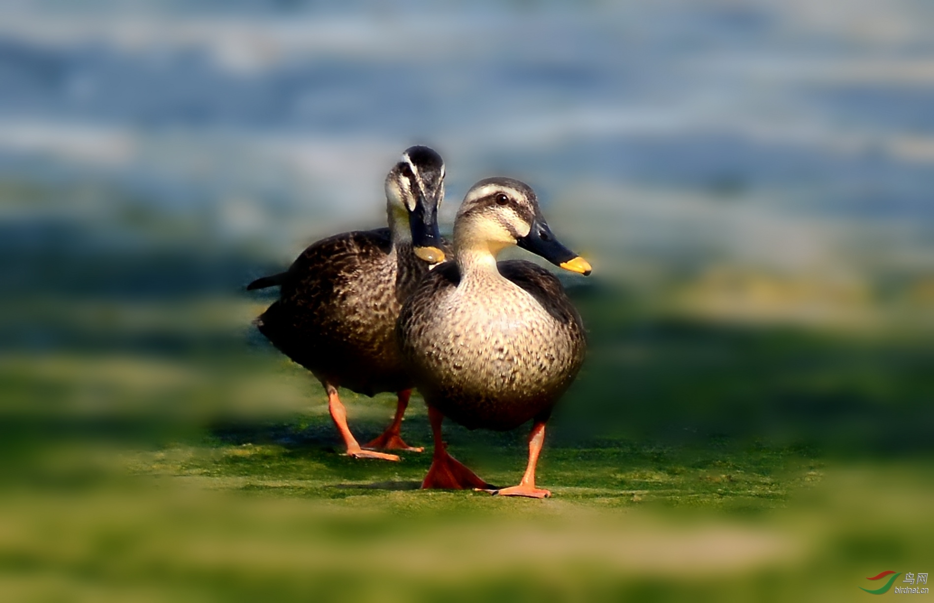 DSC_0430_conew2.jpg