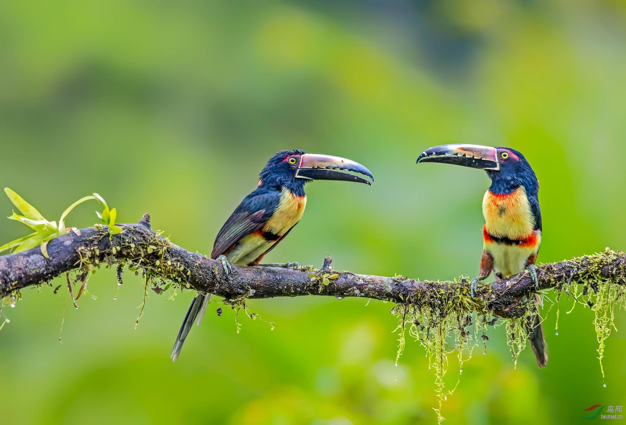 领簇舌巨嘴鸟贺获鸟网首页鸟类精华